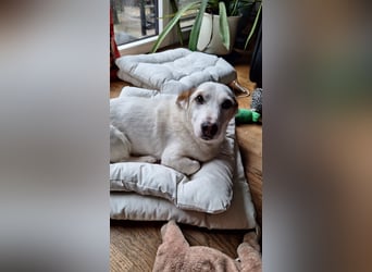 Corgi Mischlings-Rüde Peppi (Strolch) sucht sein Glück