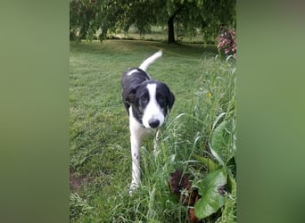 Cosimo, bereits auf PS in DE, sucht wundervolle Familie und Zuhause für immer!