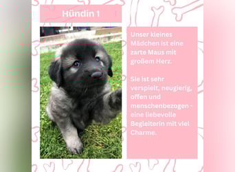 Süße Sarplaninac Welpen (Hirtenschutzhund/Schäferhund) suchen neues Zuhause. Noch 2 Welpen verfügbar