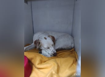 Lucy - in  12351 Berlin auf Pflegstelle