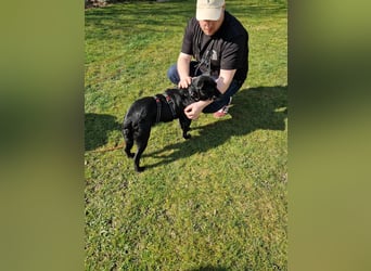 Herzenshund Csibi in Bochum sucht ein Zuhause