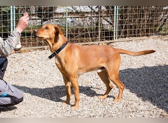 NOUGAT - Sportliche Familie gesucht, ich möchte lernen und spielen