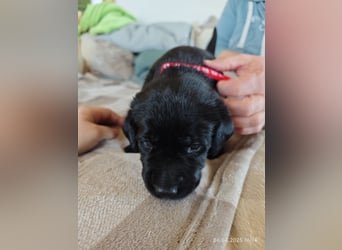 Welpe männlich rotes Halsband