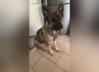 2 liebevolle Schäferhunde suchen ein zu Hause
