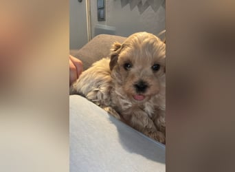 Maltipoo Welpen Rüde