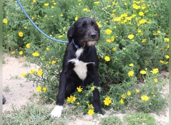 Kalle, Mix Podengo / Labrador, lieb und verträglich