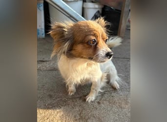 ⭐️PAMINA⭐️, Hündin, 2 Jahre, 28 cm, Mischling, Tierschutz