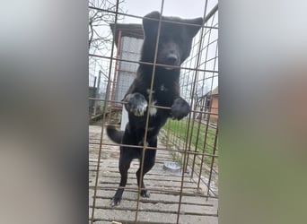 Hugo sucht aktive Menschen