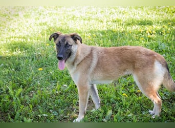 MONA - das freundliche und fröhliche Hundemädchen sucht Heimathafen
