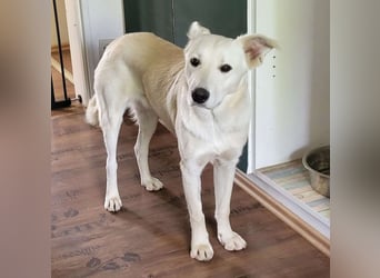 Yuki