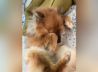 Poldi SR - Sanfter Kuschelfreund sucht ruhiges Zuhause