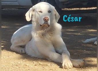 César 09/2023 (ESP Pflegestelle) - sozialer und nobler, junger Pyrenäenberghund!