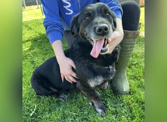 Senka - über 6 Jahre in Tierheim