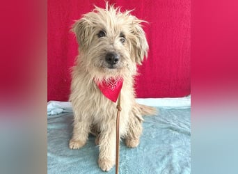 (R) ❤️ liebenswerter POMPON - 2 Jahre, 40cm/12kg - Wuschel-Mix