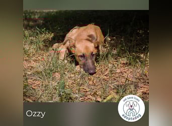 Ozzy: Sanfte Seele mit Schlappohren
