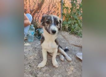 Sarabi, sucht ihre Familie