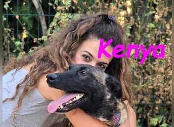 Kenya 10/2024 (ESP) - lebensfrohe und liebevolle, wunderschöne Malinois Junghündin!