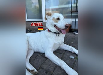 Angel,geb.04/23,ruhige,menschenbezogene Hündin sucht ihre Familie,bereits auf PS in 64754 Mossautal