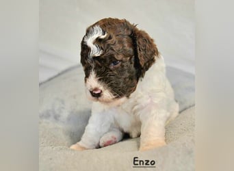 Lagotto Romagnolo Welpen mit LRWD e.V./ VDH Papieren