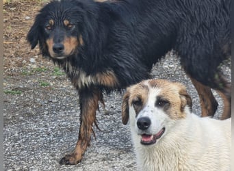 Inni – Lebenfreude auf 4 Pfoten