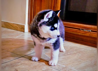 FCI Pedigree Blue Eyed Black & White Siberian Husky Champion Puppy