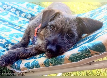 Mona – kleine Herzenshündin sucht ihr Für-immer-Zuhause