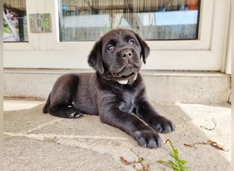 Edle Labrador Welpen (Schwarz/Foxred/Creme) mit Ahnentafel, Nachkommen von Champions