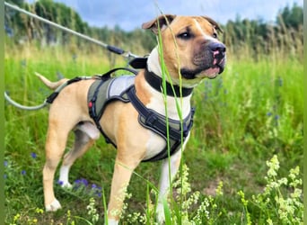 Kalle - freundlicher Mini Bullterrier-Mix