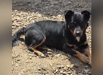 Kleiner FIDO sucht sein Zuhause!