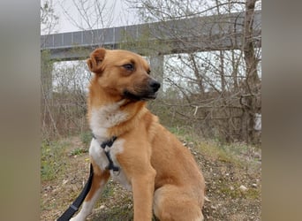 Jungspund Dylan sucht sein Glück - wer zeigt ihm die Welt