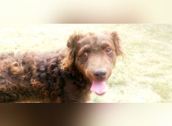 Frida-LM, Sonnenschein Frida sucht einen Gnadenplatz