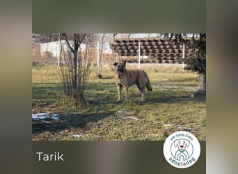 Tarik: sehnt sich nach Liebe