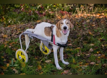 Rollihund KRUMEL - der zugängliche, brave Rüde sucht Menschen, die ihn trotz des Handicaps lieben!