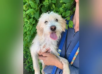 Pete - Sensibelchen sucht Familie