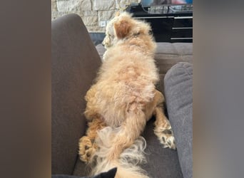 Lucky ❤️ wartet in 78247 Schlatt am Randen