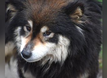 Shiba Inu Mischling „Katia“, ca. 02.2021 geboren, noch sehr scheu, sucht Freunde dieser Rasse