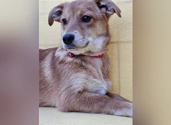 Walburga, !!! SOS !!!!  PS Oberkochen liebevolle, kleine Hündin sucht Ihr Körbchen