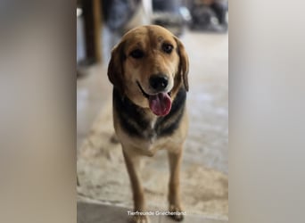 Lara sucht ein tolles Zuhause!