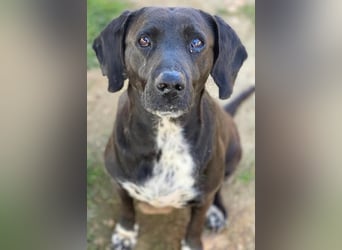 Hailey, geb. ca. 06/2015, lebt in GRIECHENLAND, auf einem Gelände, Hunde werden notdürftig versorgt