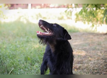 Chip 231920: Sucht ein Zuhause