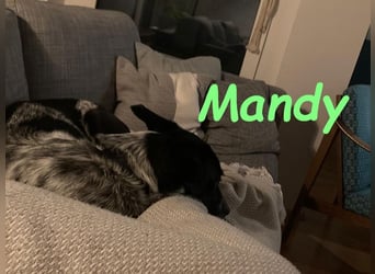 Mandy 04/2021 (in Deutschland) - lernwillige und verspielte, wunderschöne Hündin!