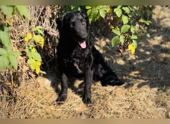 Chip 2277422: Sucht ein Zuhause