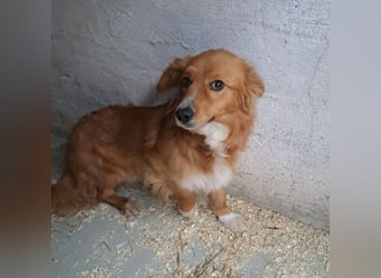 TORO, SENSIBLER RÜDE SUCHT ZUHAUSE