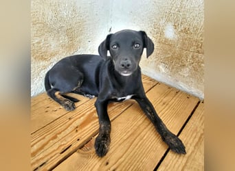 Pippa, muss dringend aus dem Tierheim raus