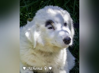 Athena sucht ein Zuhause