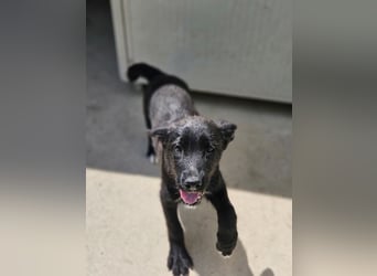 Ginetta: aufgeweckt und voller Lebensfreude