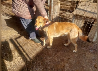 Kobi sucht ein Zuhause