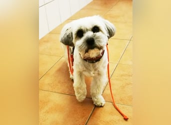 Rocksy, Bichon Frisé - Lhasa Apso, geb. 2022, aktive Hündin su. Menschen mit Zeit