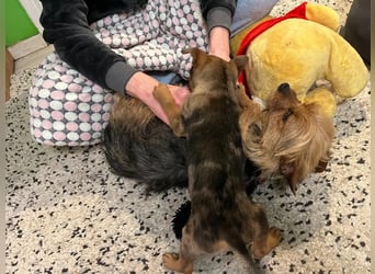 Rocky, aktiver und verspielter Welpe, geb. 10/2024