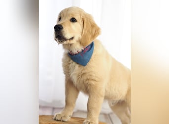 Golden Retriever Welpen VDH/GRC